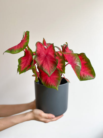 Rihanna (Caladium) - 6 po.