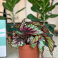 Sherby (Begonia)