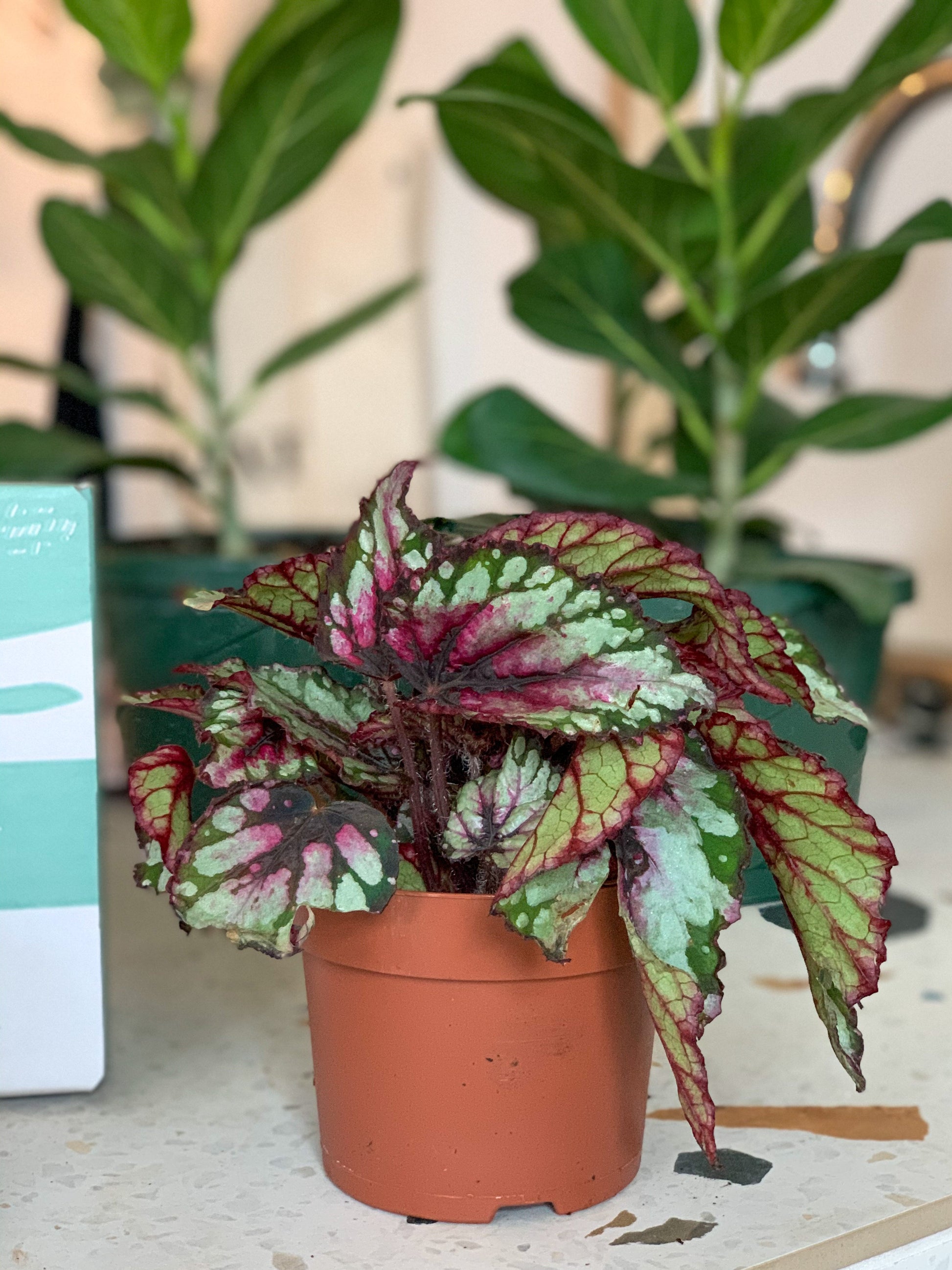 Sherby (Begonia)
