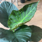 Regina (Alocasia)