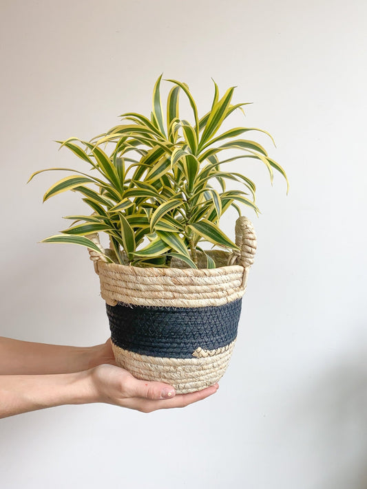 India (Pleomele) - Alma Plantes