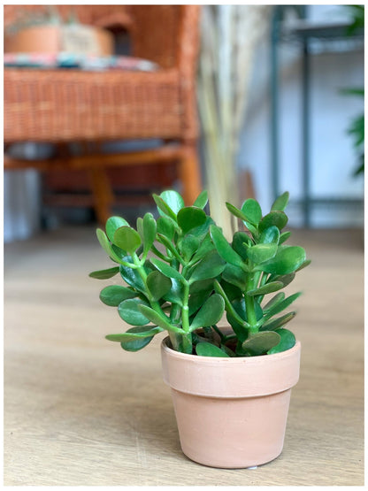 Jade (Crassula) - Alma Plantes