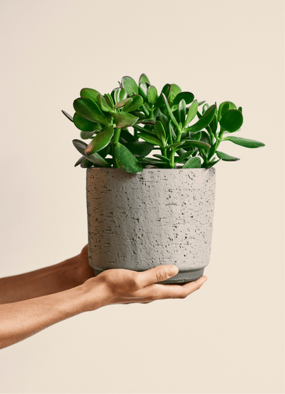 Jade (Crassula) - Alma Plantes