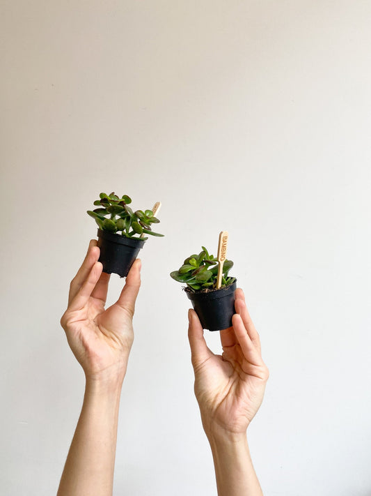 Jade (Crassula) - Alma Plantes