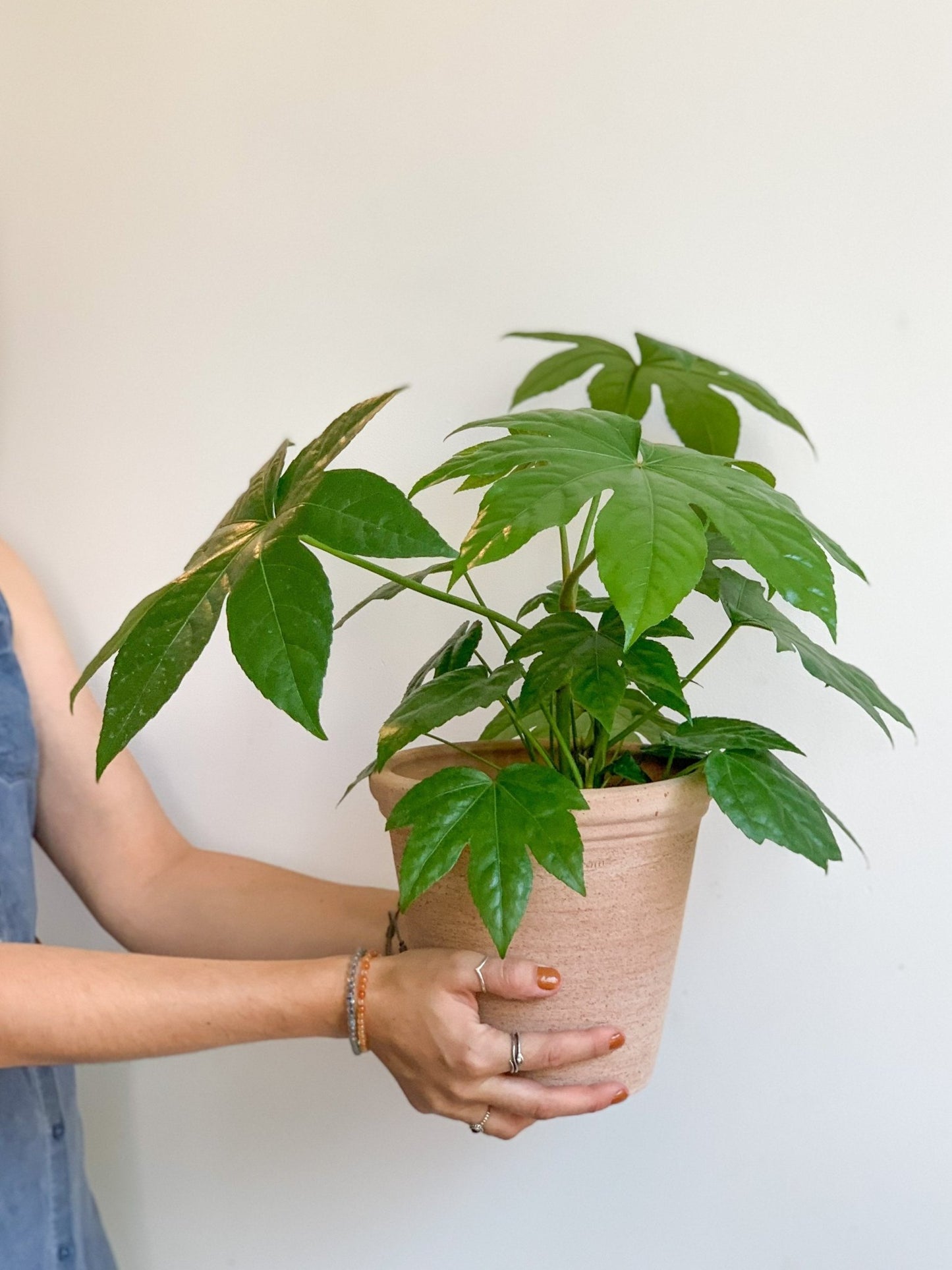 Japonica (Fatsia) - Alma Plantes