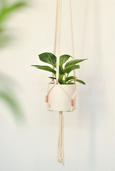Jardinière ajustable - Montréal - Alma Plantes