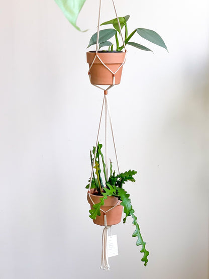 Jardinière double ajustable - Alma Plantes