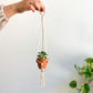Jardinière mini - Suspension (1) et plante assortie en pot 