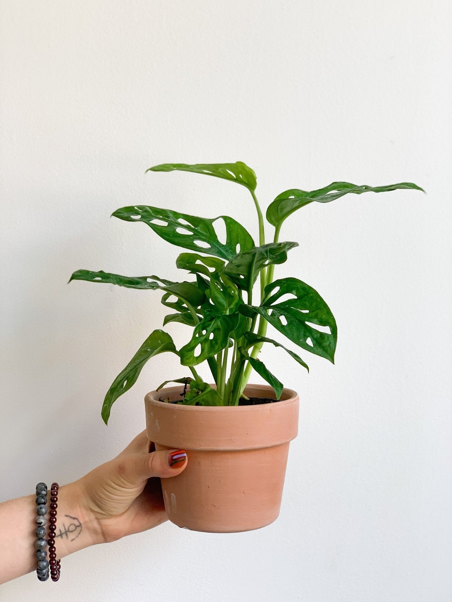 Jeune Adam (Monstera) - Alma Plantes