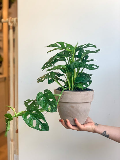 Jeune Adam (Monstera) - Alma Plantes