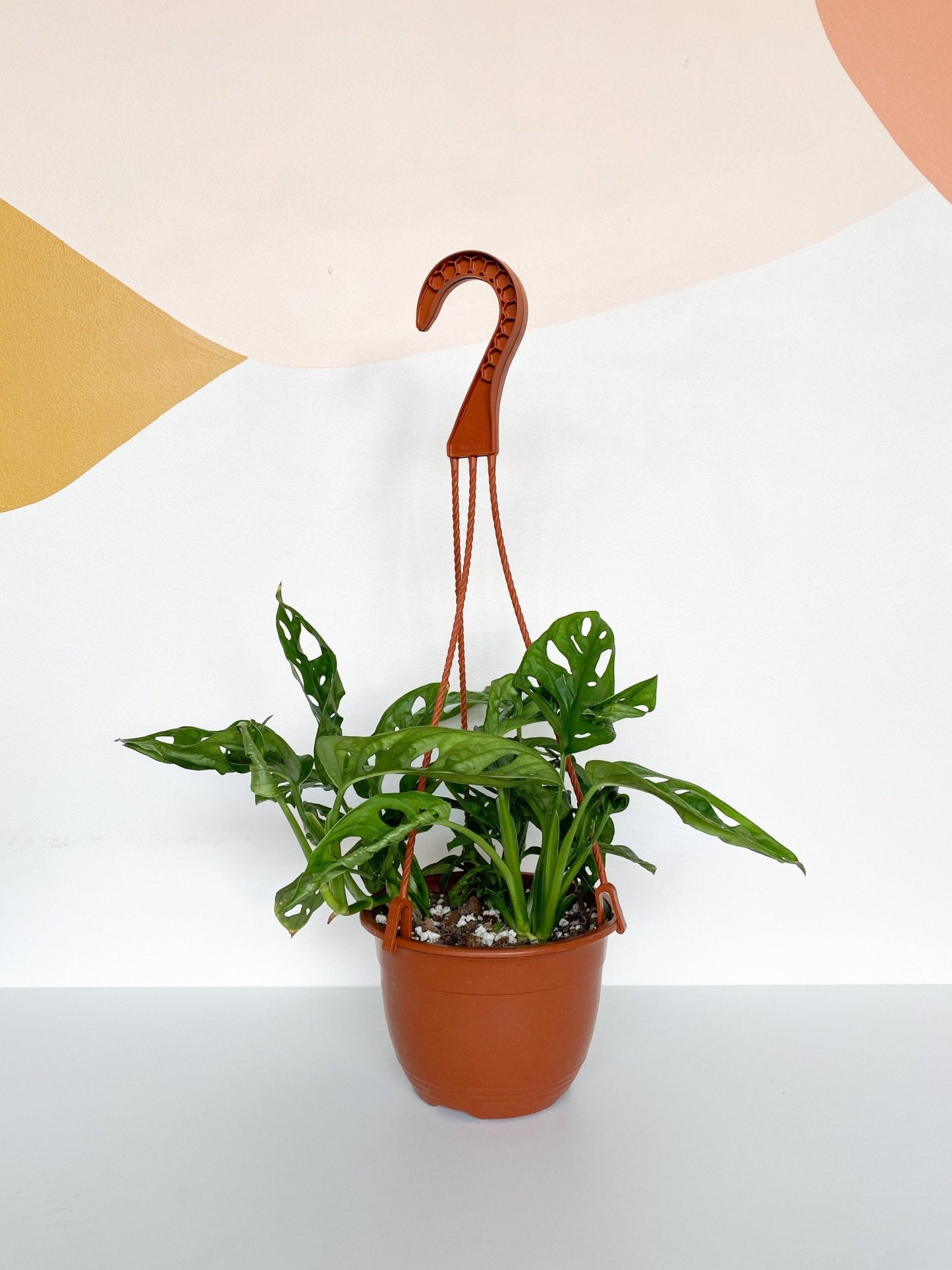 Jeune Adam (Monstera) - Alma Plantes