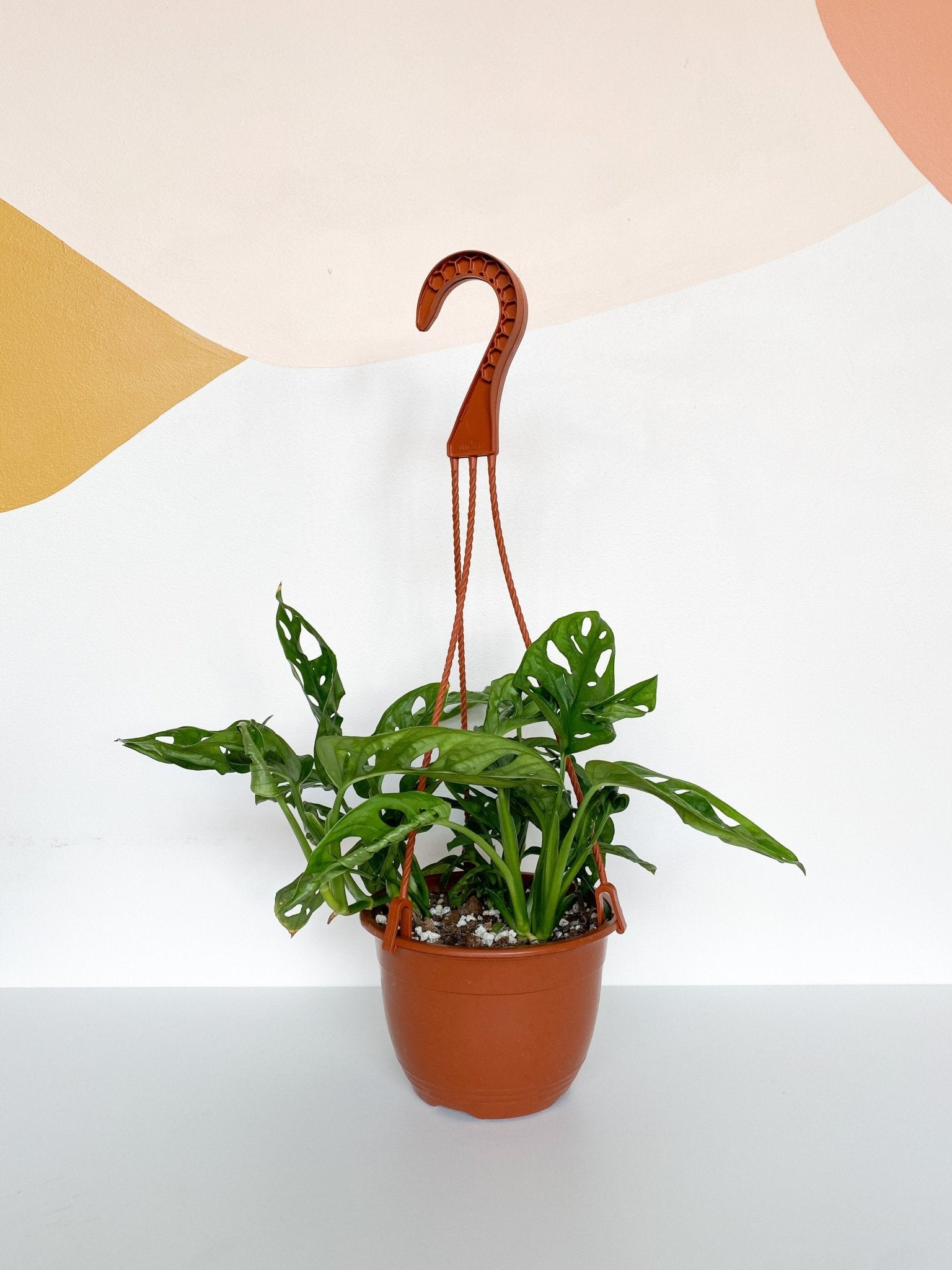 Jeune Adam (Monstera) - Alma Plantes