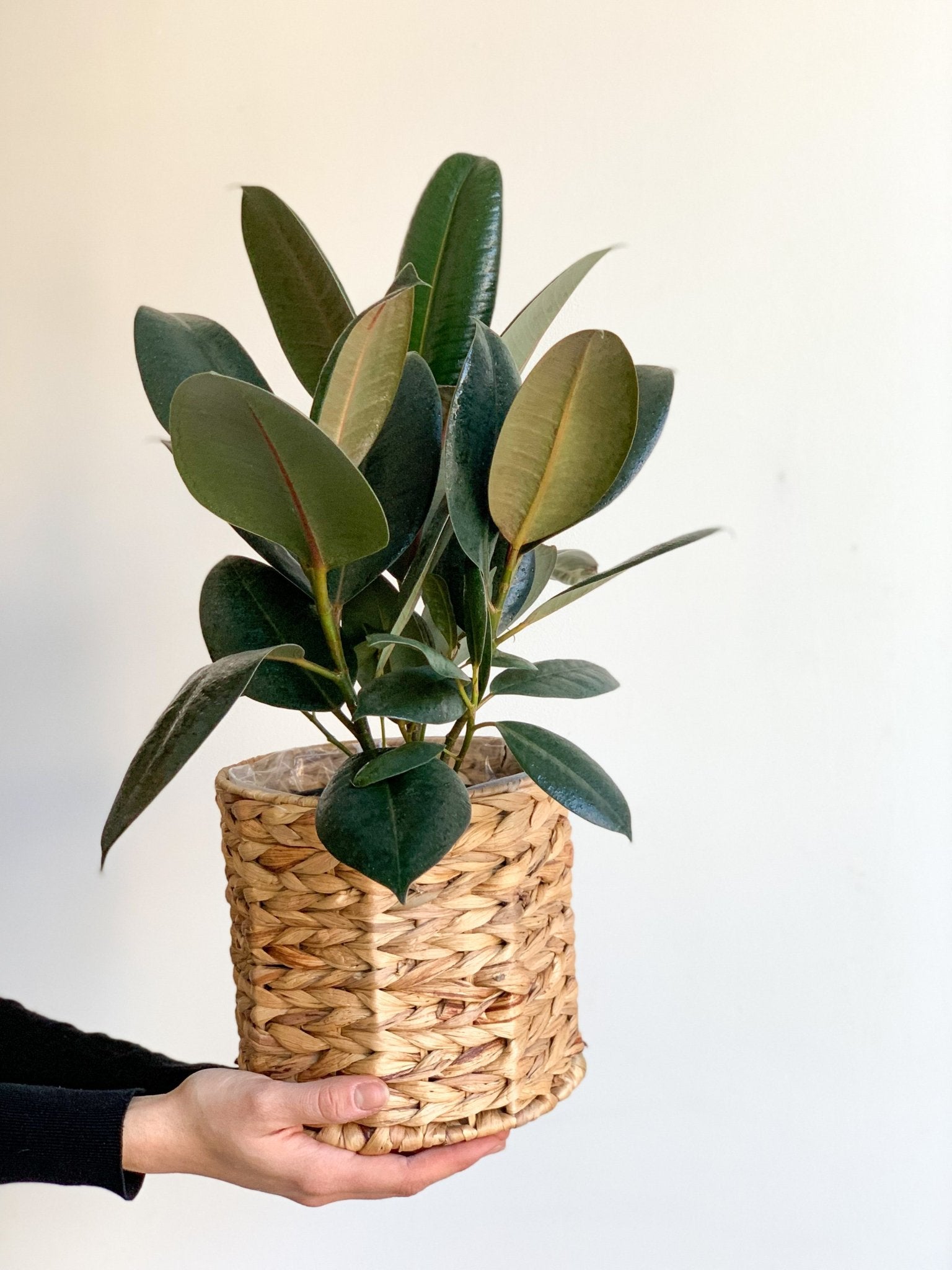 Jeune Ellie (Ficus) - Alma Plantes