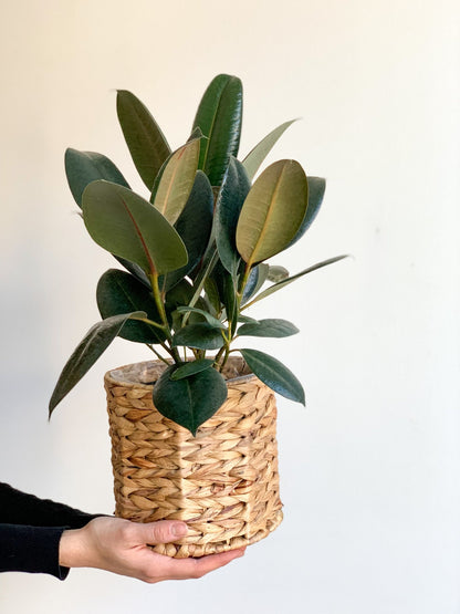 Jeune Ellie (Ficus) - Alma Plantes