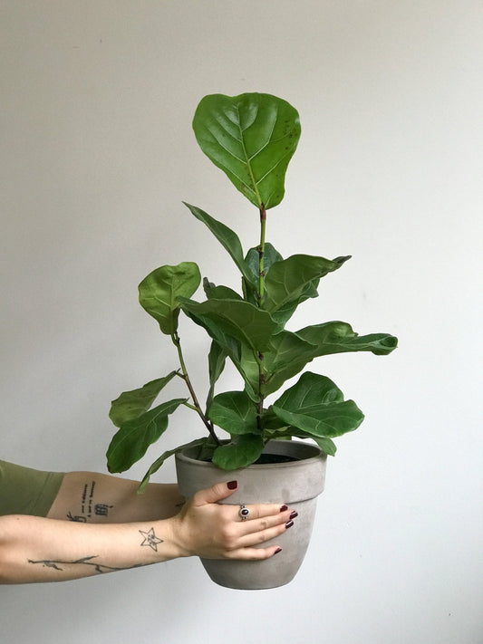 Jeune Fiona (Ficus) - Alma Plantes