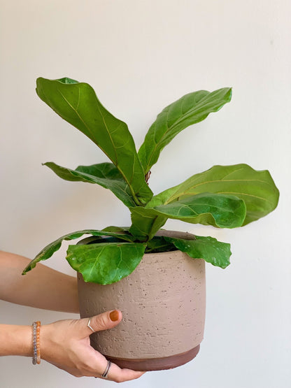 Jeune Fiona (Ficus) - Alma Plantes