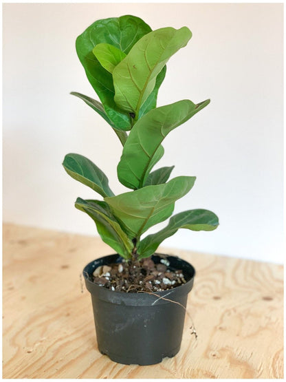 Jeune Fiona (Ficus) - Alma Plantes