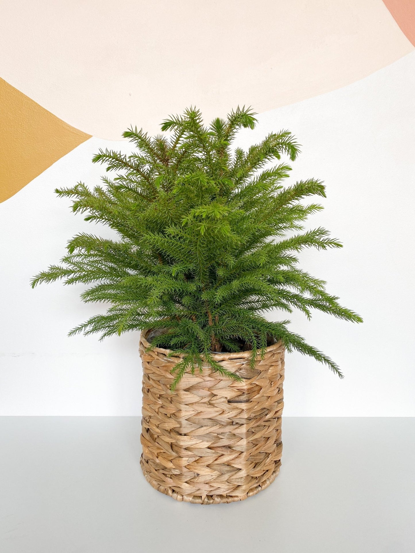 Jeune Normand - Alma Plantes