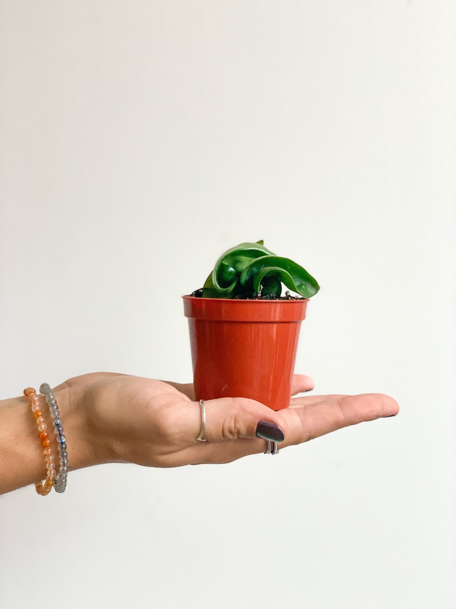 Jeune Patel (Hoya) - Alma Plantes