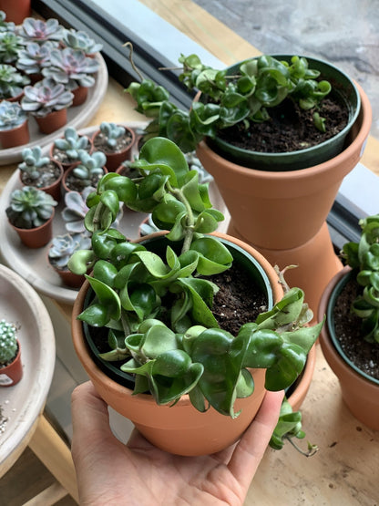 Jeune Patel (Hoya) - Alma Plantes