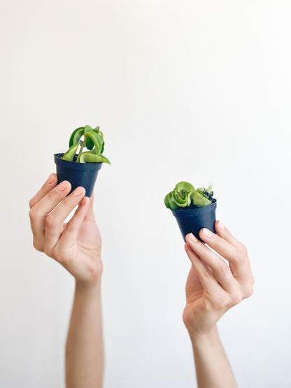 Jeune Patel (Hoya) - Alma Plantes