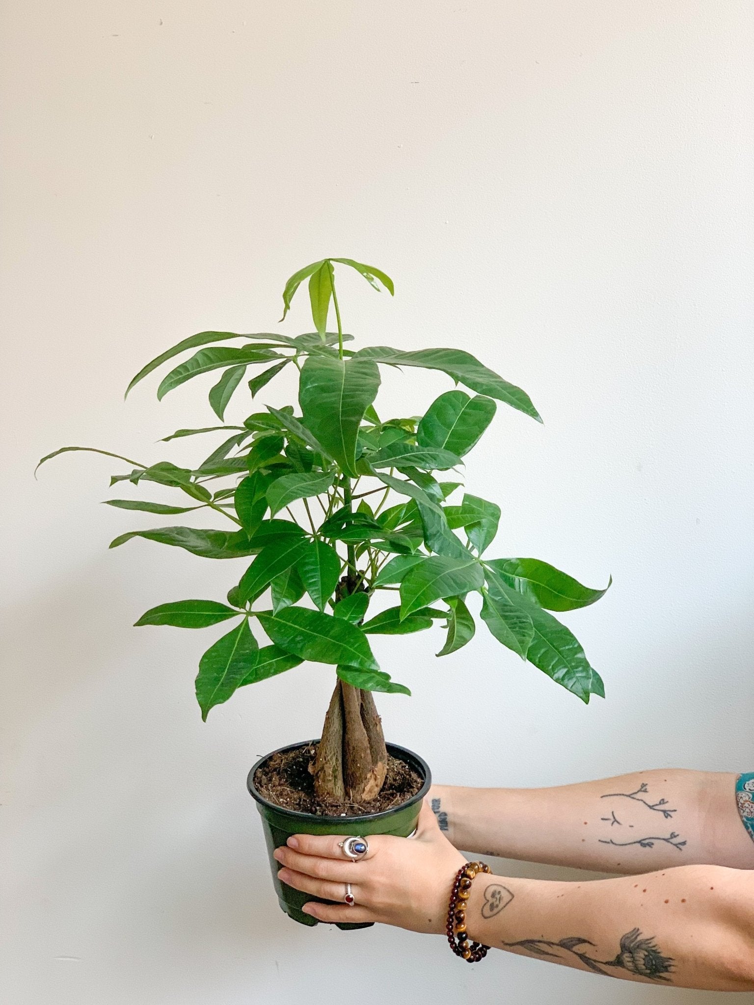 Jeune Patricia (Pachira) - Alma Plantes