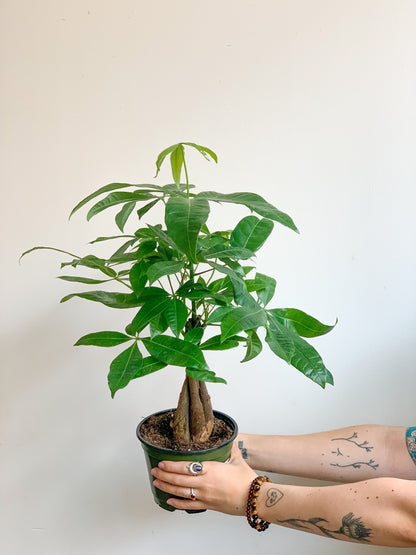 Jeune Patricia (Pachira) - Alma Plantes