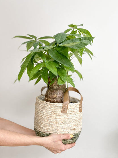 Jeune Patricia (Pachira) - Alma Plantes