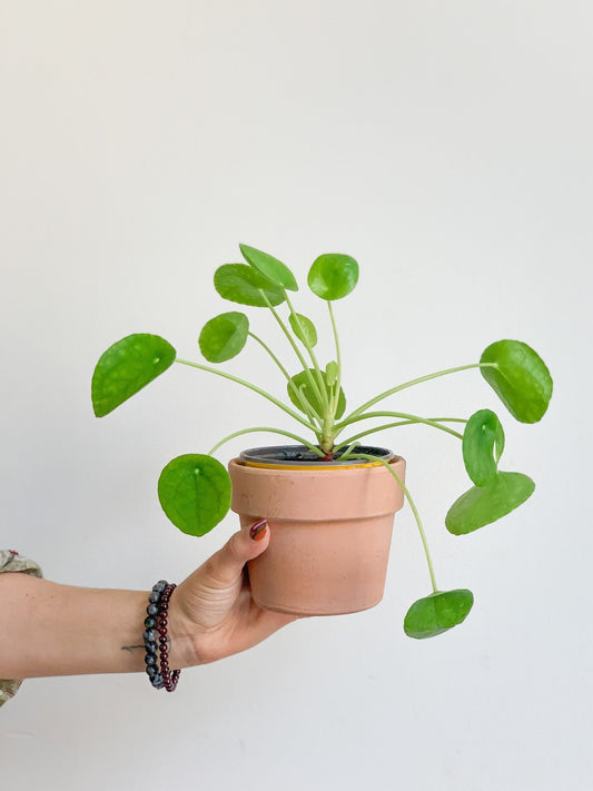 Jeune Pepe (Pilea) - Alma Plantes