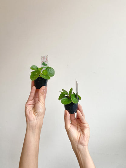 Jeune Pepe (Pilea) - Alma Plantes