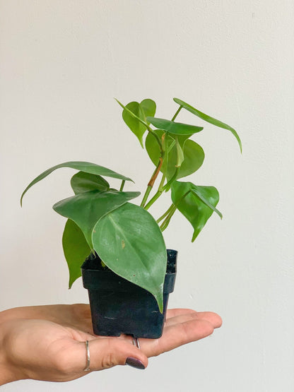 Jeune Philippe (Philodendron) - Alma Plantes