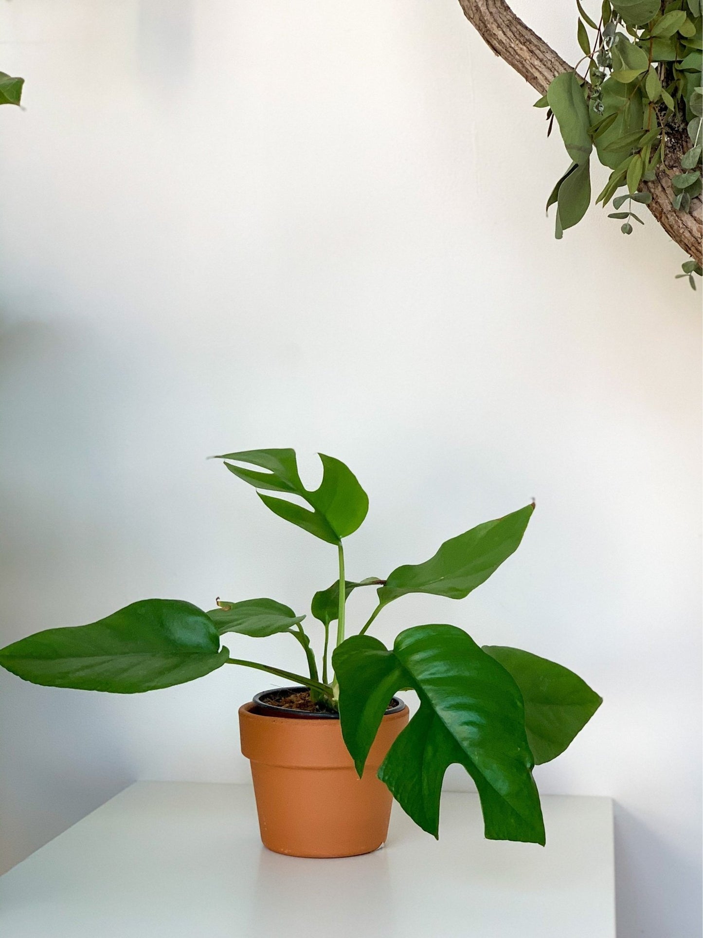 Jeune Raphaëlle (Raphidophora) - Alma Plantes