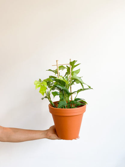 Jeune Raphaëlle (Raphidophora) - Alma Plantes