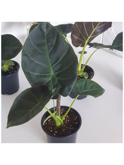 Jeune Regina (Alocasia) - Alma Plantes