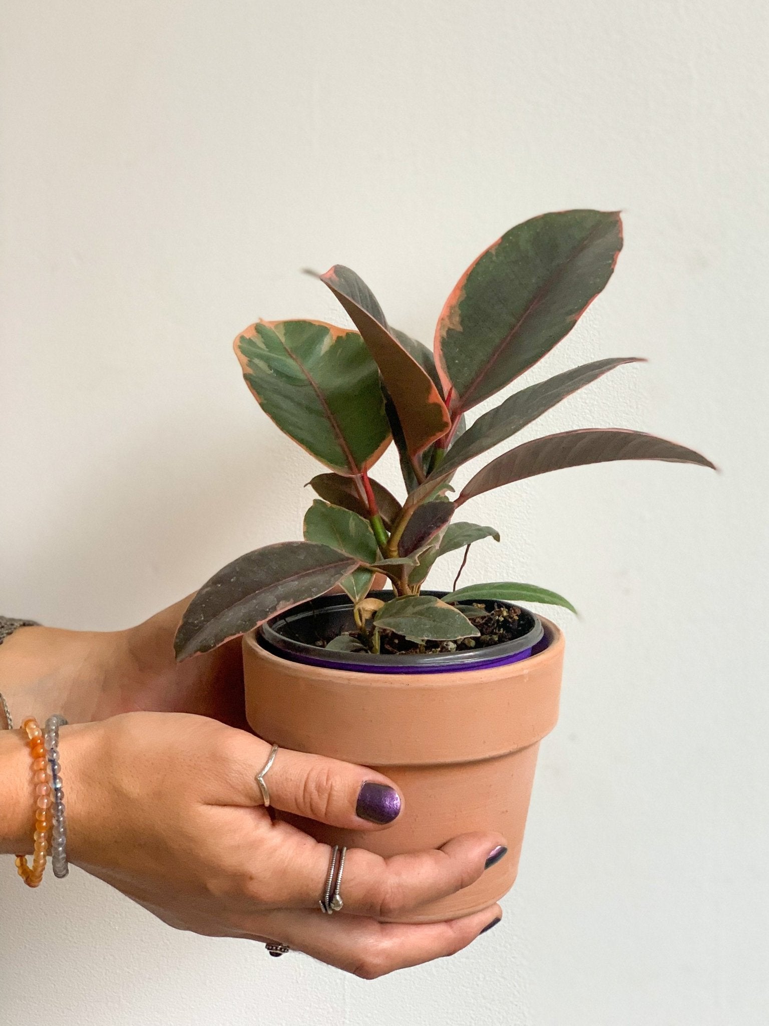 Jeune Ruby (Ficus) - Alma Plantes