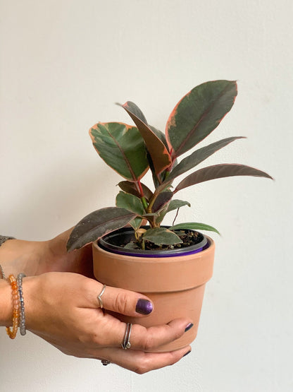 Jeune Ruby (Ficus) - Alma Plantes