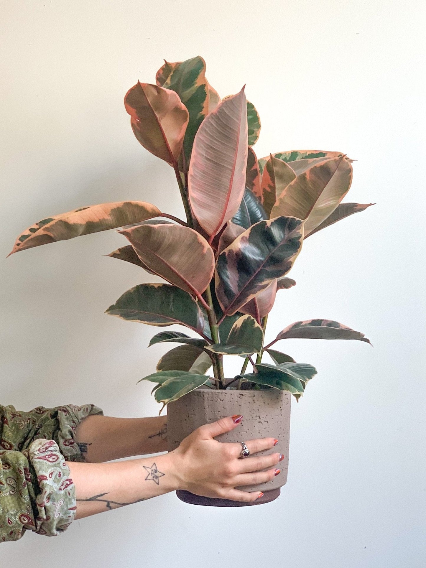 Jeune Ruby (Ficus) - Alma Plantes