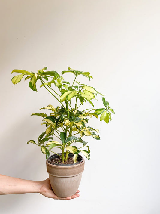 Jeune Suzie (Schefflera) - Alma Plantes