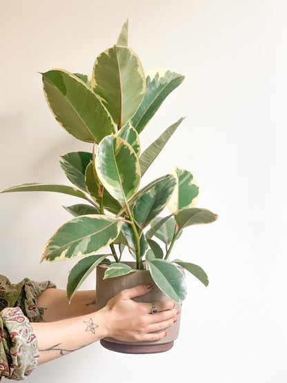 Jeune Valérie (Ficus) - Alma Plantes