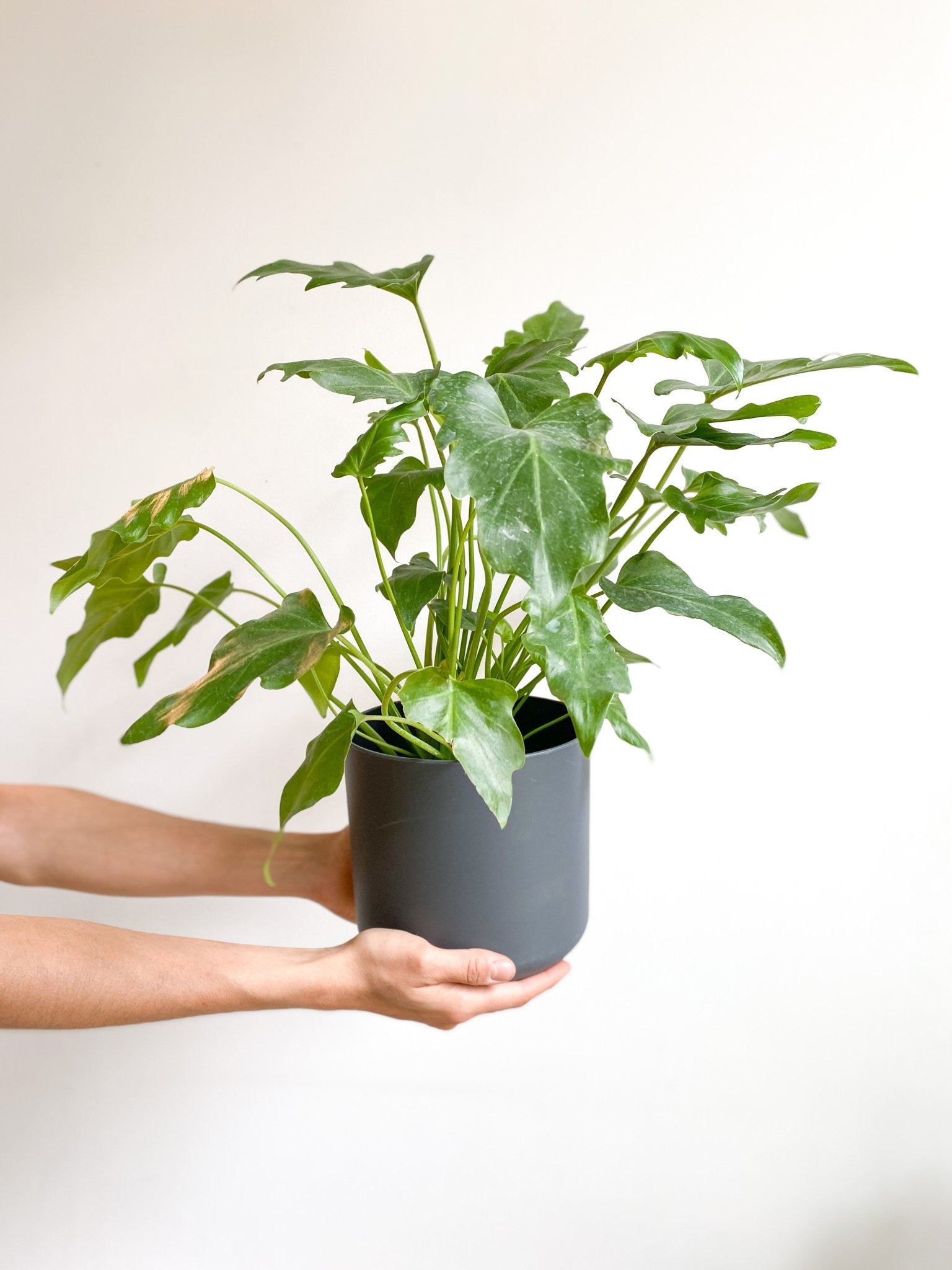 Jeune Xana (Philodendron) - Alma Plantes