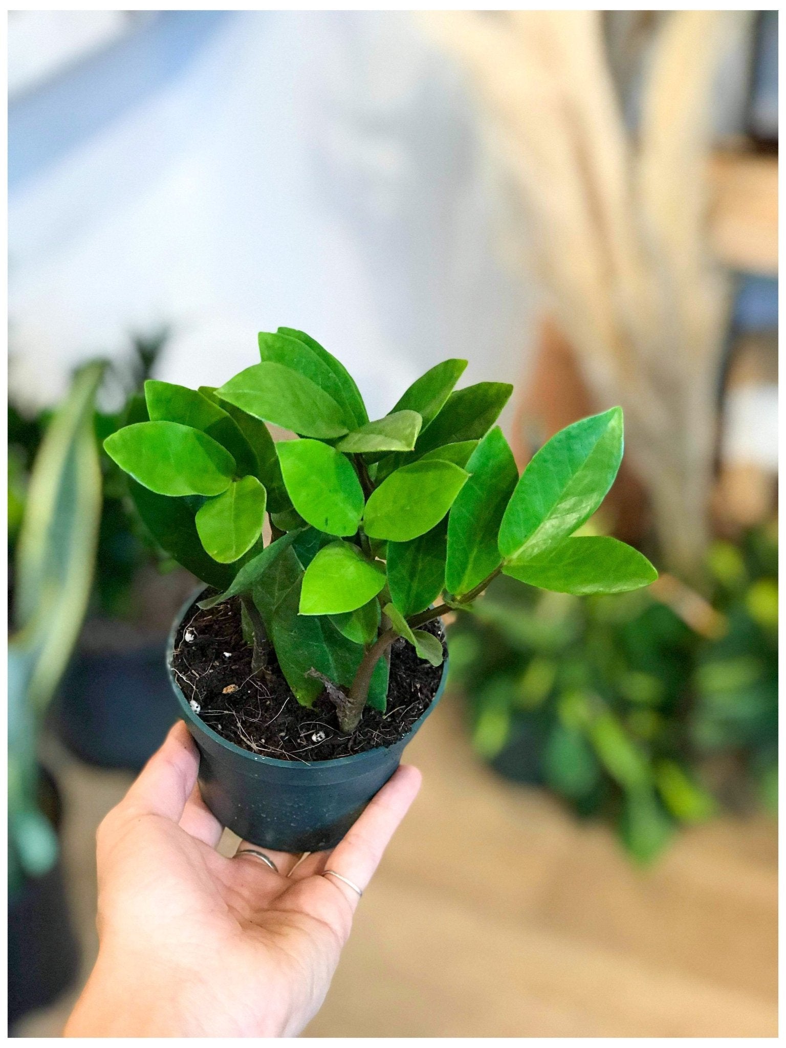 Jeune Zach (Zamioculcas) - Alma Plantes