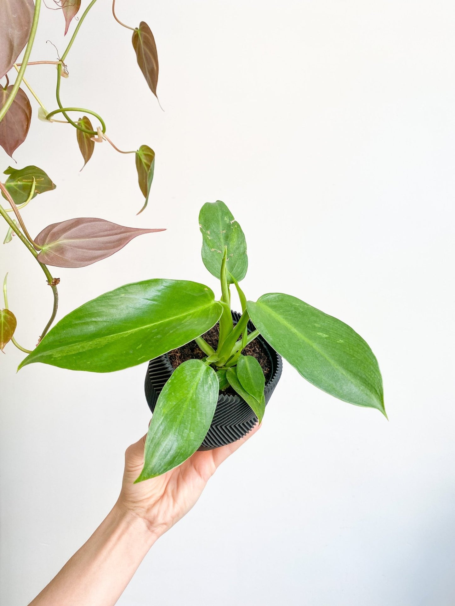 Jose (Philodendron) - Alma Plantes