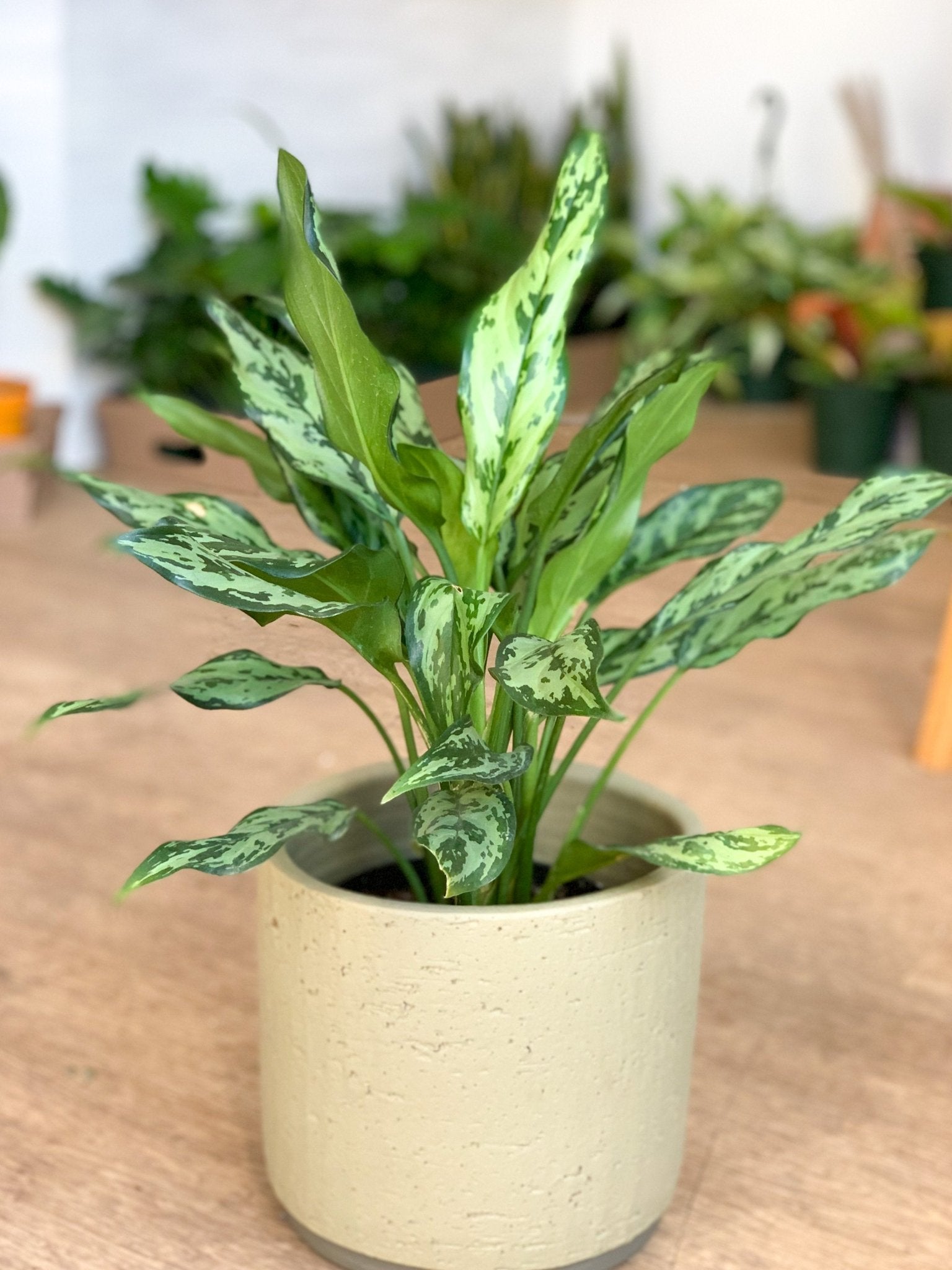 Juliette (Aglaonema) - Alma Plantes