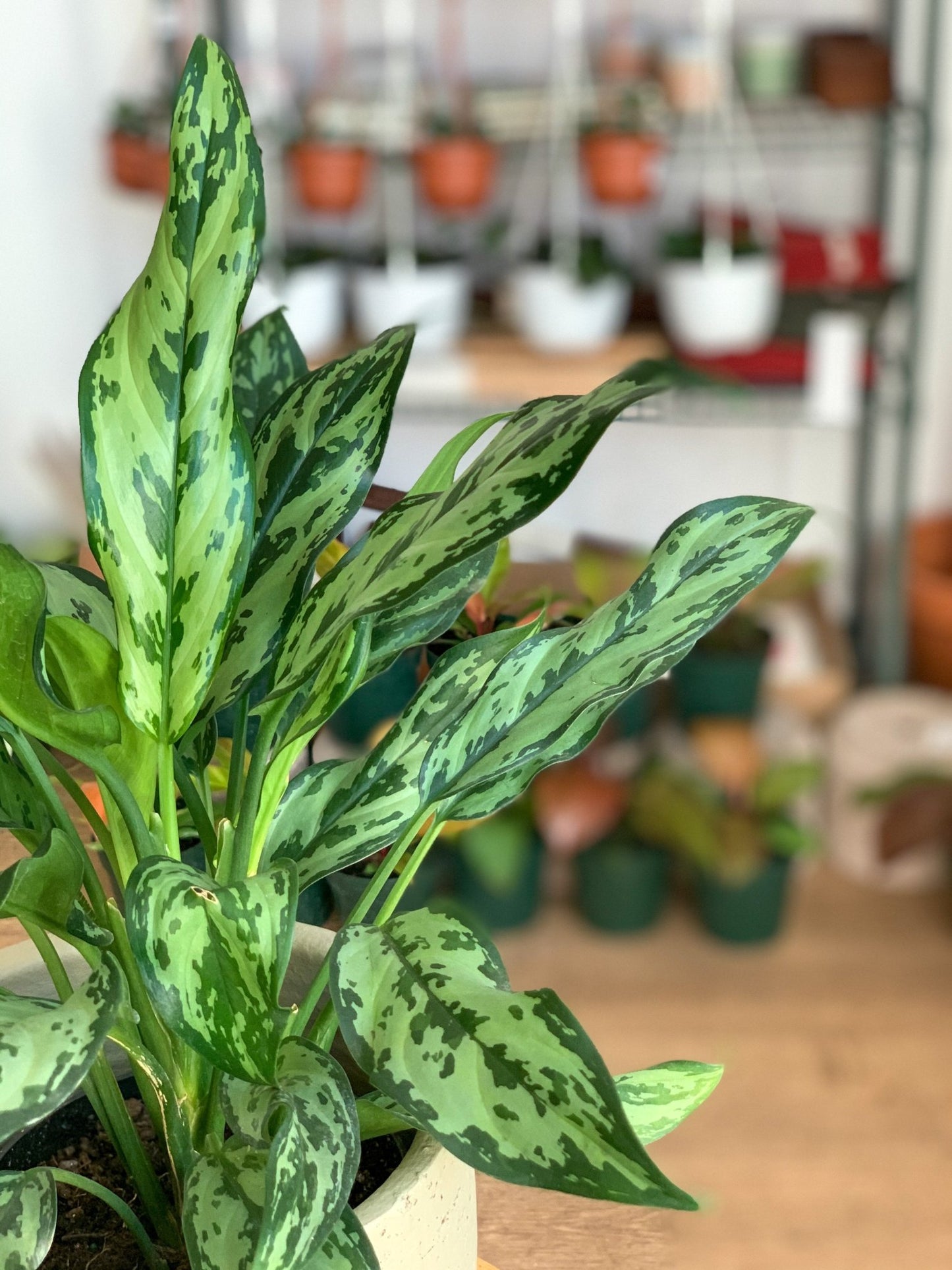 Juliette (Aglaonema) - Alma Plantes