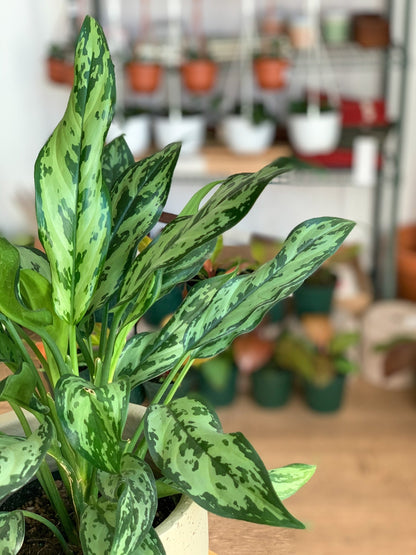 Juliette (Aglaonema) - Alma Plantes