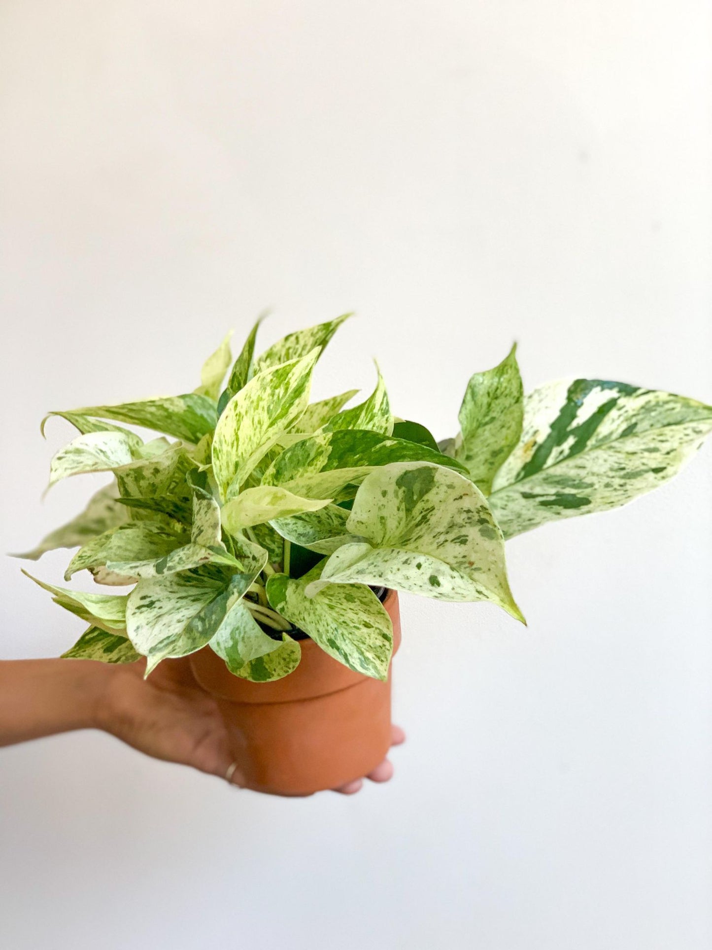 Kassandra (Pothos) - Alma Plantes
