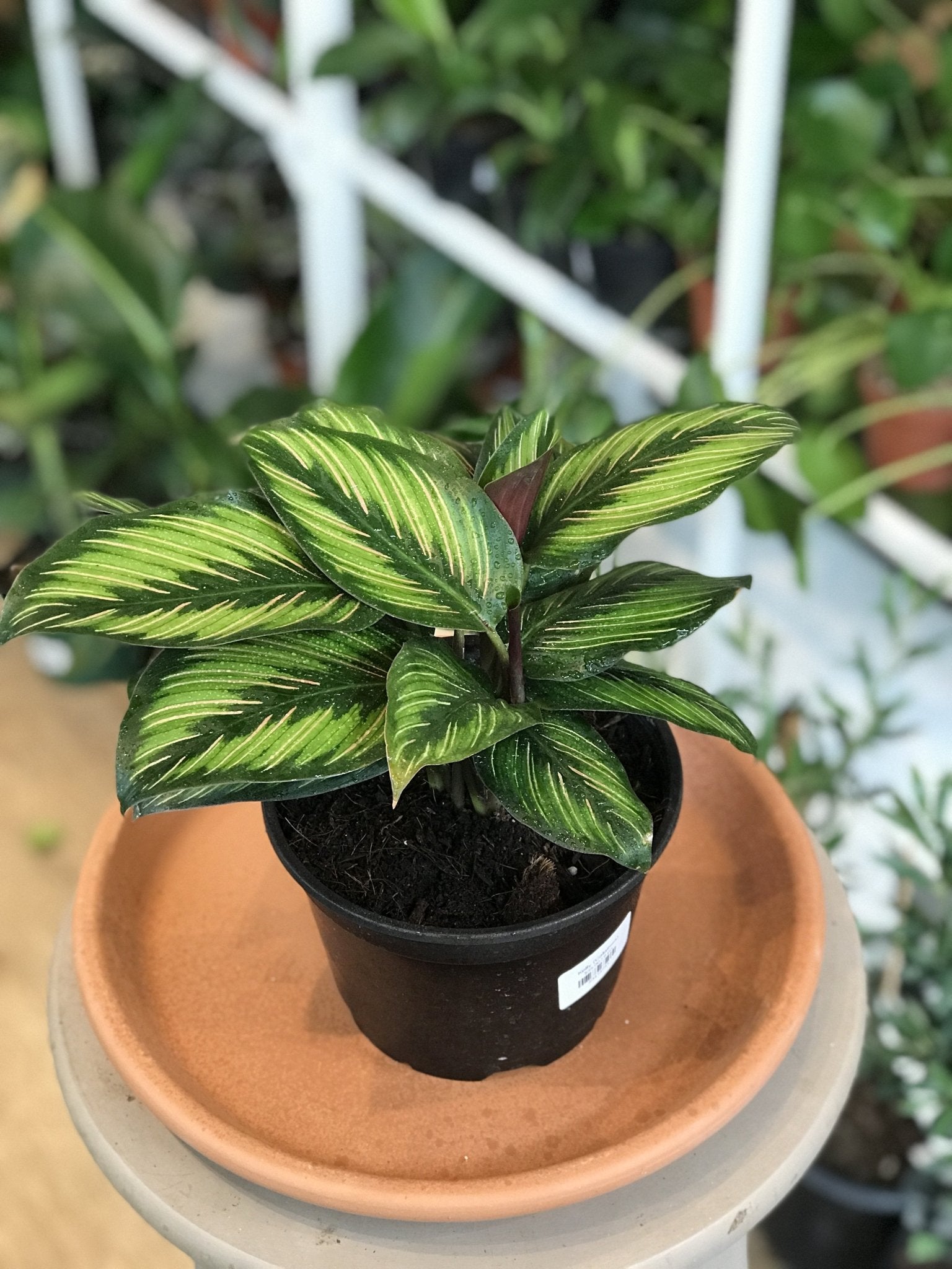 Kelly (Calathea) - Alma Plantes