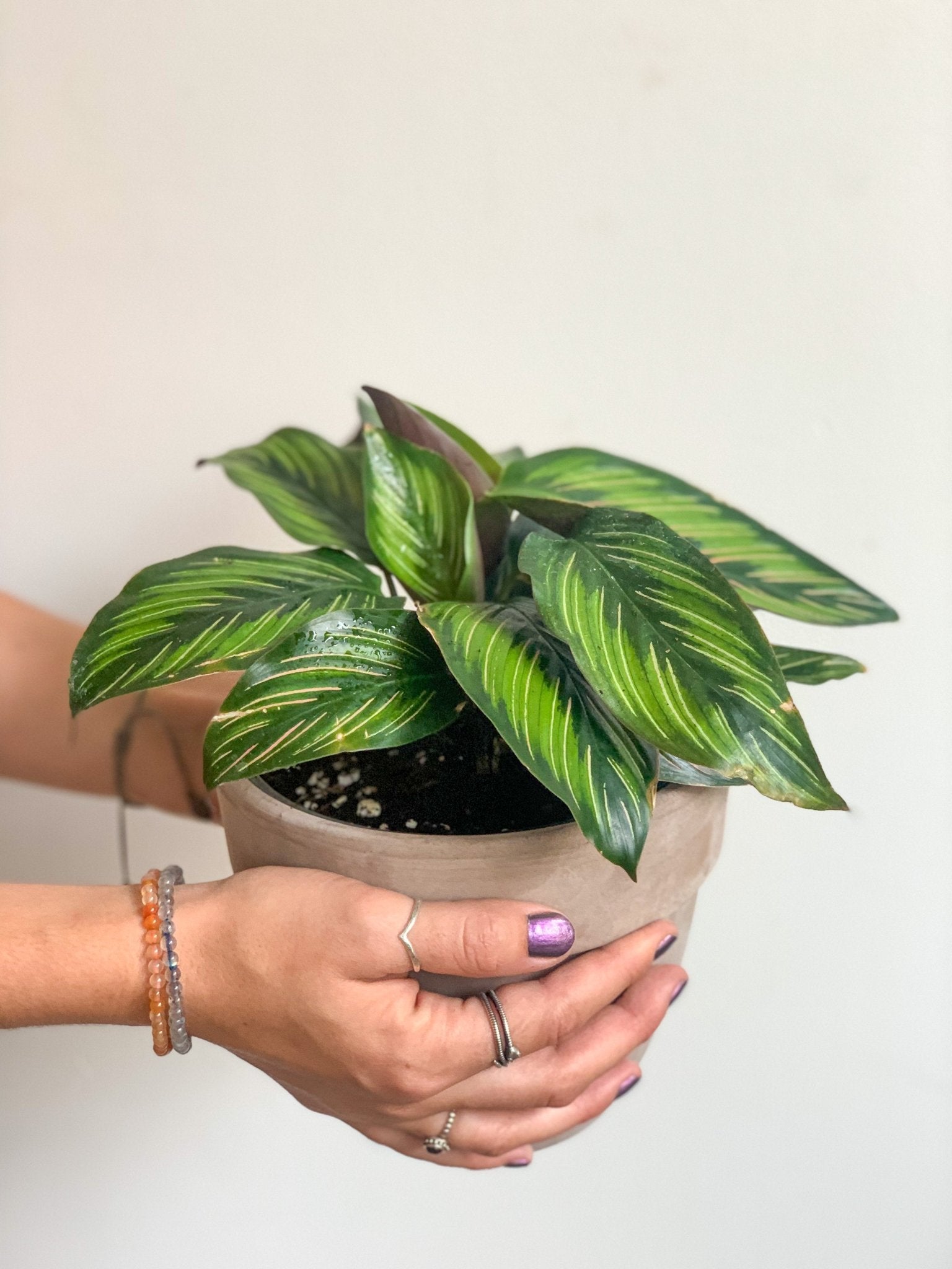 Kelly (Calathea) - Alma Plantes