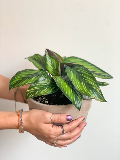 Kelly (Calathea) - Alma Plantes