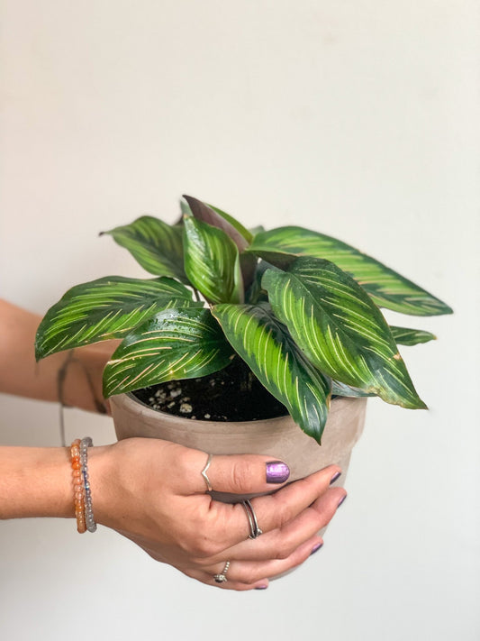 Kelly (Calathea) - Alma Plantes